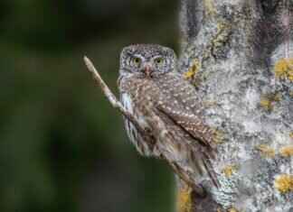 HDHubFu: What This Platform Offers and Why It’s Popular HDHubFu: What This Platform Offers and Why It’s Popular