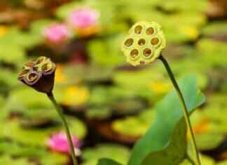 Health Benefits of Chia Seeds: Why They Deserve a Spot in Your Kitchen Health Benefits of Chia Seeds: Why They Deserve a Spot in Your Kitchen