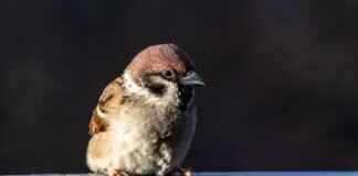 Helioptile Pokémon: Evolution, Best Moves, and Competitive Play Guide Helioptile Pokémon: Evolution, Best Moves, and Competitive Play Guide