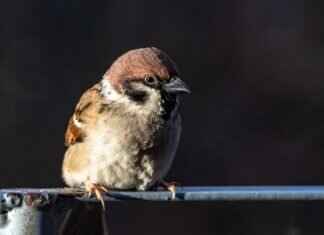 Helioptile Pokémon: Evolution, Best Moves, and Competitive Play Guide Helioptile Pokémon: Evolution, Best Moves, and Competitive Play Guide