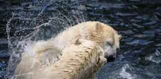 Heracross Pokémon Evolution, Abilities, Moves, and How to Train It for Competitive Play Heracross Pokémon Evolution, Abilities, Moves, and How to Train It for Competitive Play