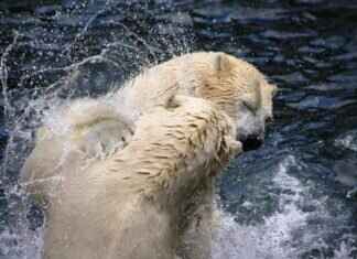 Heracross Pokémon Evolution, Abilities, Moves, and How to Train It for Competitive Play Heracross Pokémon Evolution, Abilities, Moves, and How to Train It for Competitive Play