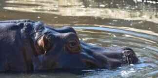 Hippopotas Pokémon Stats, Moveset, Evolution, and How to Use It in Competitive Play Hippopotas Pokémon Stats, Moveset, Evolution, and How to Use It in Competitive Play