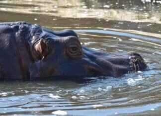 Hippopotas Pokémon Stats, Moveset, Evolution, and How to Use It in Competitive Play Hippopotas Pokémon Stats, Moveset, Evolution, and How to Use It in Competitive Play