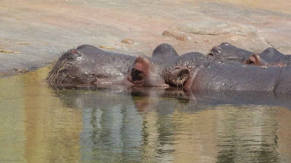 Hippopotas Base Stats