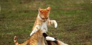 Hitmonlee Pokémon Features, Abilities, Strengths, Weaknesses, and Best Battle Strategies Hitmonlee Pokémon Features, Abilities, Strengths, Weaknesses, and Best Battle Strategies