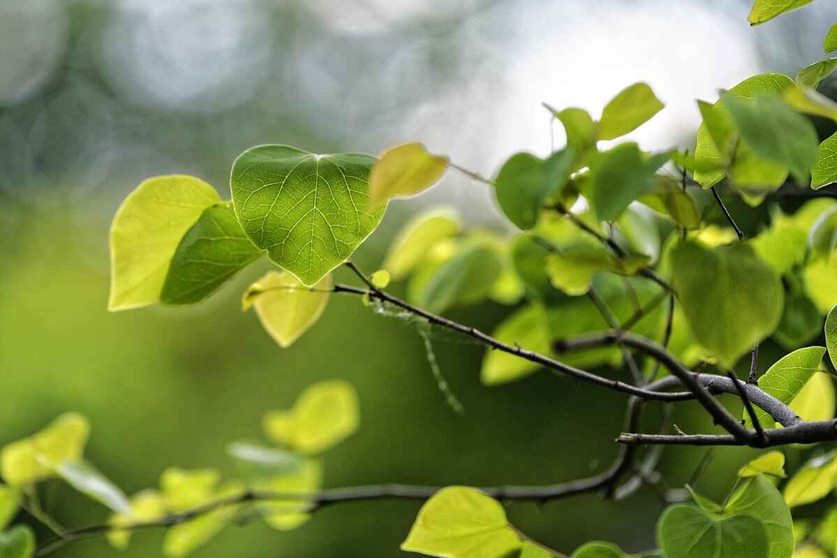 Effective Counters to Ho-Oh