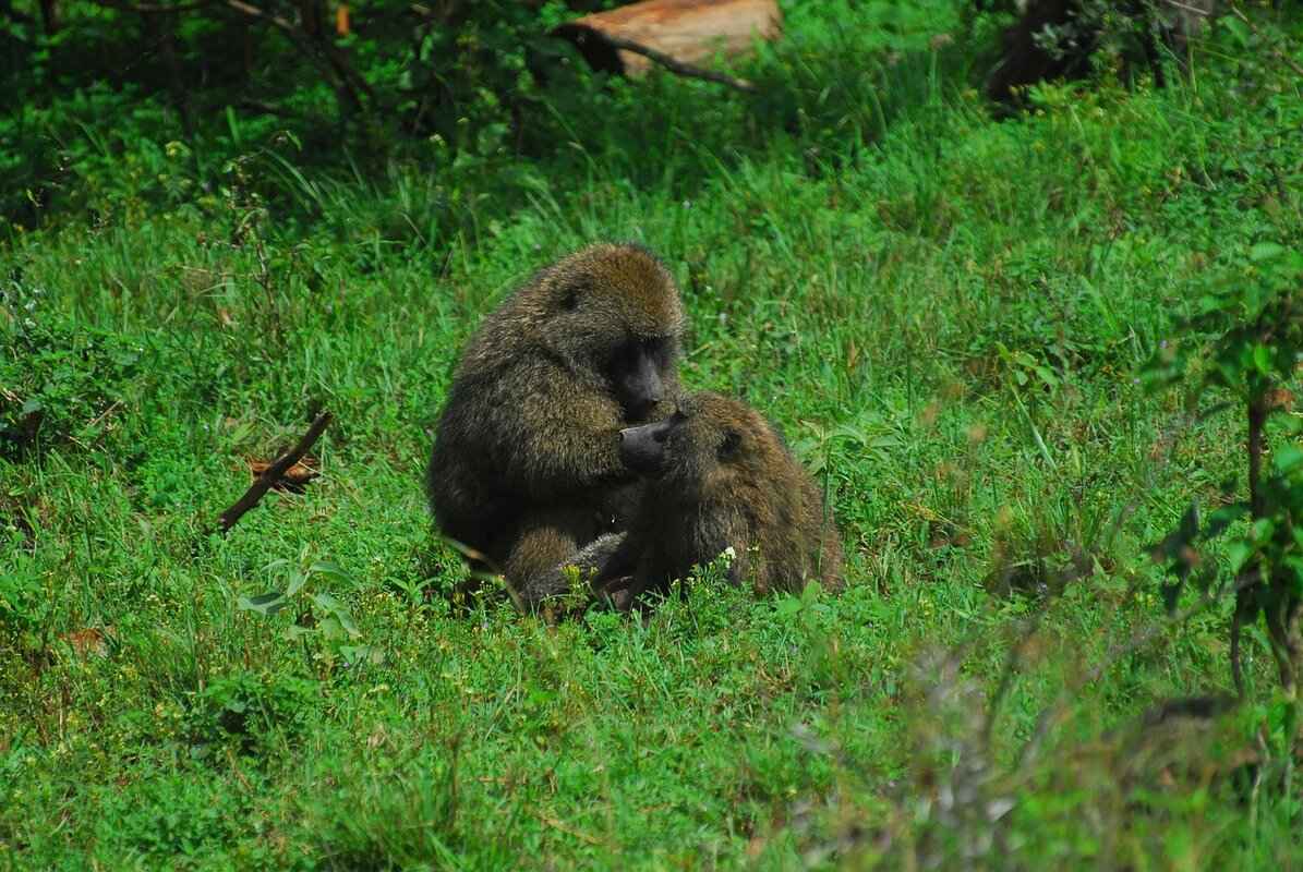 Honedge Evolution: How to Evolve and What to Expect