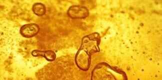 Honey Dust: The Sweet and Sensual Product Everyone Loves Honey Dust: The Sweet and Sensual Product Everyone Loves