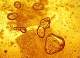 Honey Dust: The Sweet and Sensual Product Everyone Loves Honey Dust: The Sweet and Sensual Product Everyone Loves