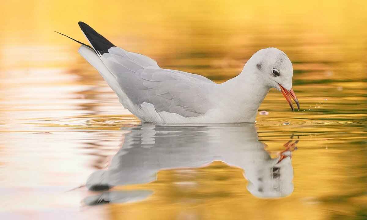 How AI-Powered Image Stabilization Is Transforming Action Cameras 5 Which Action Cameras Feature AI Stabilization?