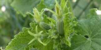 How Are You Going to Pay Your Bill-Seka-Black? How Are You Going to Pay Your Bill-Seka-Black?