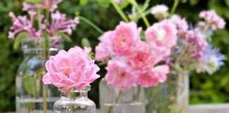 How Aromatherapy Vaping is Gaining Popularity How Aromatherapy Vaping is Gaining Popularity