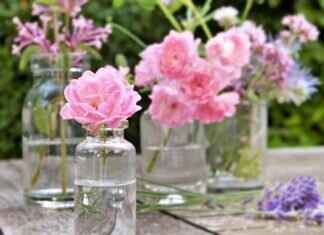 How Aromatherapy Vaping is Gaining Popularity How Aromatherapy Vaping is Gaining Popularity