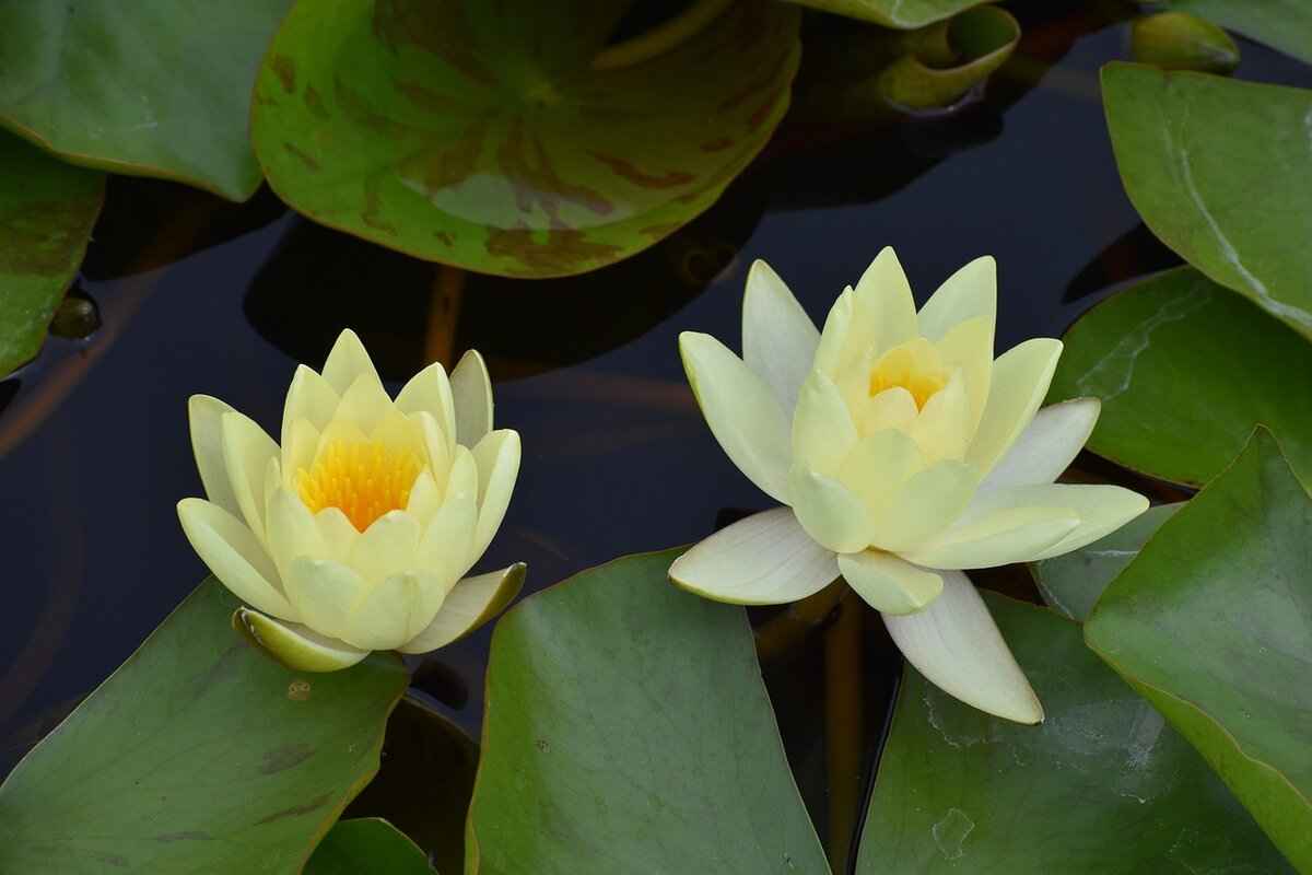 How Does Aromatherapy Vaping Work?