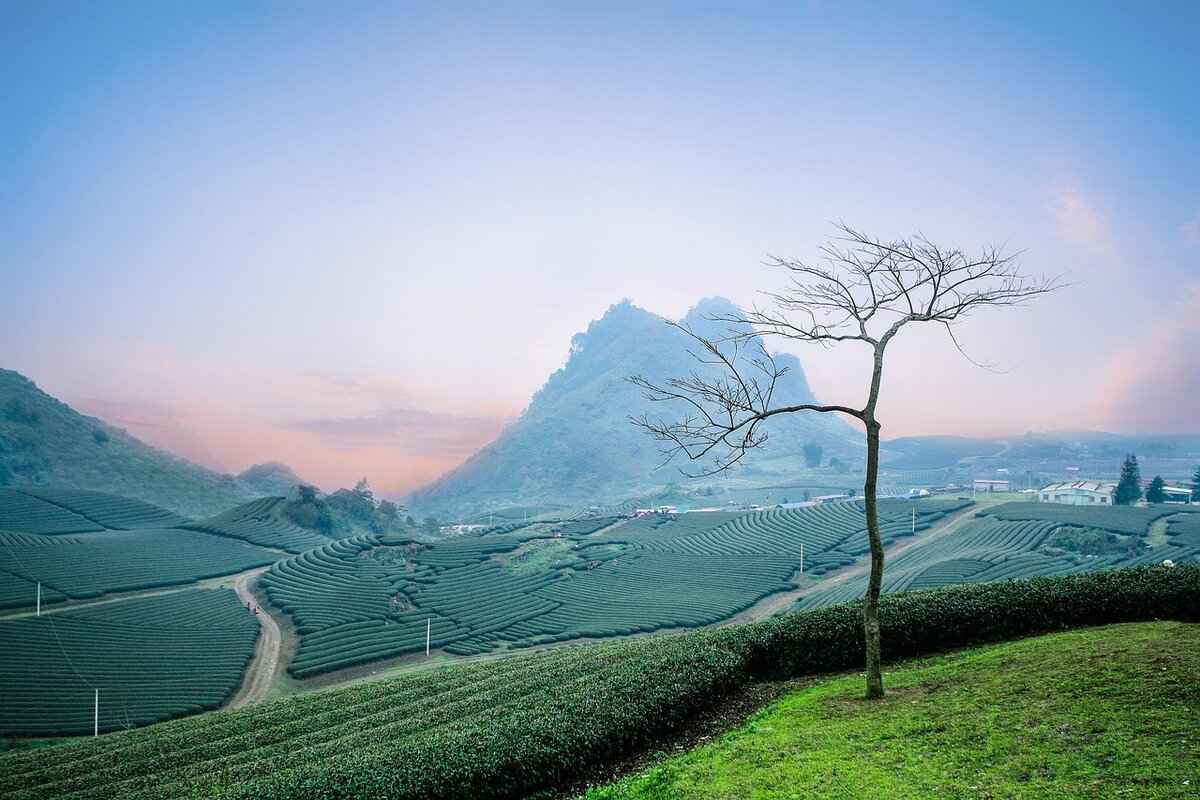 How Asian Herbal Teas Boost Health & Longevity 5 Which Asian Herbal Teas Are Most Popular?