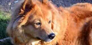 How Asian Massage Therapies are Evolving to Meet Modern Needs How Asian Massage Therapies are Evolving to Meet Modern Needs