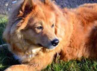 How Asian Massage Therapies are Evolving to Meet Modern Needs How Asian Massage Therapies are Evolving to Meet Modern Needs