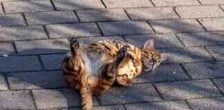 How Bengal Shaped Indian Cinema: A Tribute to Satyajit Ray How Bengal Shaped Indian Cinema: A Tribute to Satyajit Ray