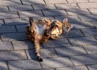 How Bengal Shaped Indian Cinema: A Tribute to Satyajit Ray How Bengal Shaped Indian Cinema: A Tribute to Satyajit Ray