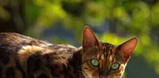 How Bengal’s Freedom Fighters Inspired India How Bengal’s Freedom Fighters Inspired India