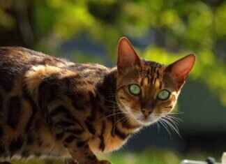 How Bengal’s Freedom Fighters Inspired India How Bengal’s Freedom Fighters Inspired India