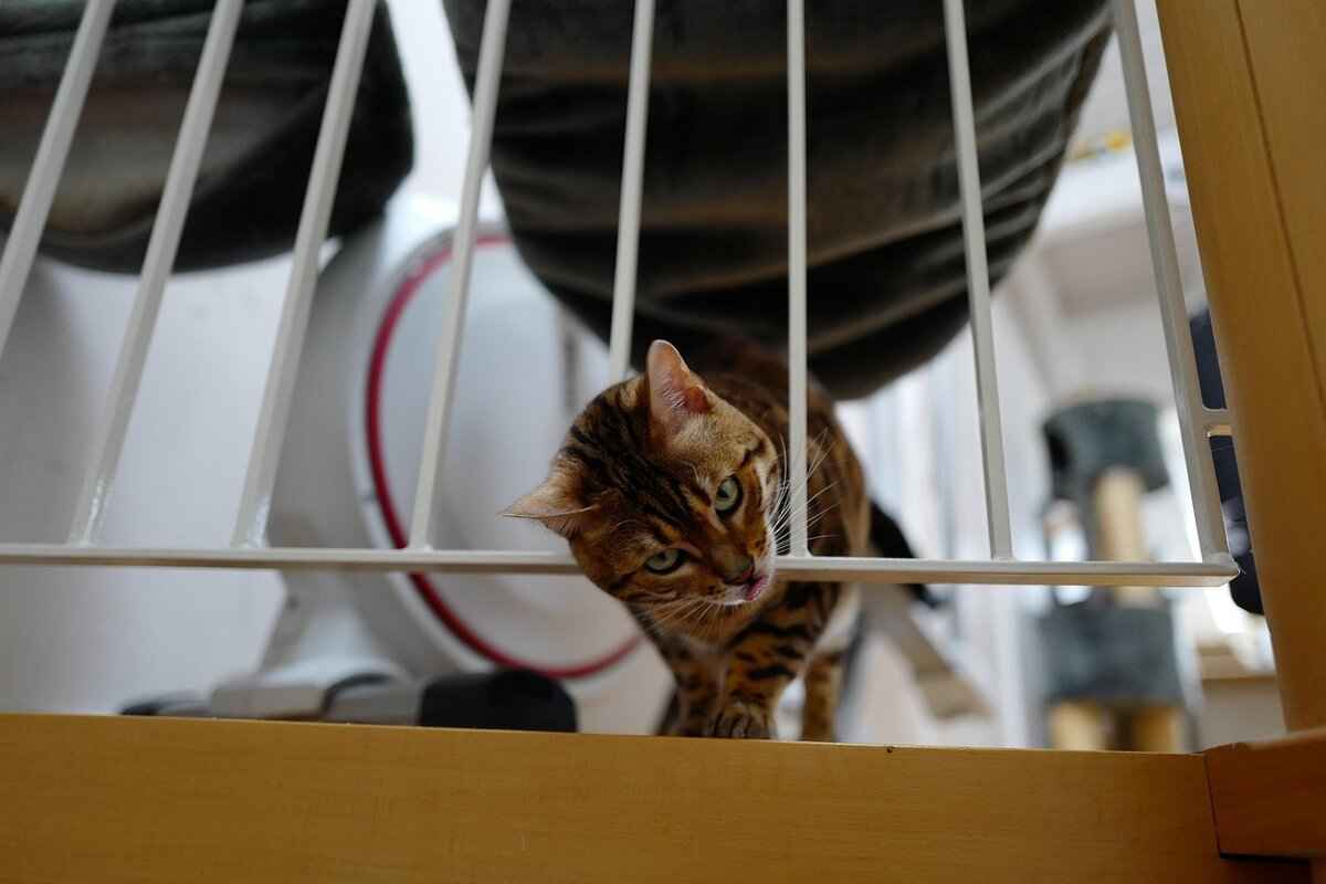 Key Figures in Bengal’s Freedom Struggle