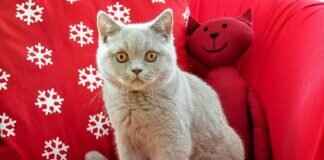 How British Colonialism Changed West Bengal Forever # How British Colonialism Changed West Bengal Forever  How British Colonialism Changed West Bengal Forever # How British Colonialism Changed West Bengal Forever