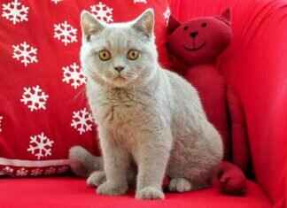 How British Colonialism Changed West Bengal Forever # How British Colonialism Changed West Bengal Forever  How British Colonialism Changed West Bengal Forever # How British Colonialism Changed West Bengal Forever