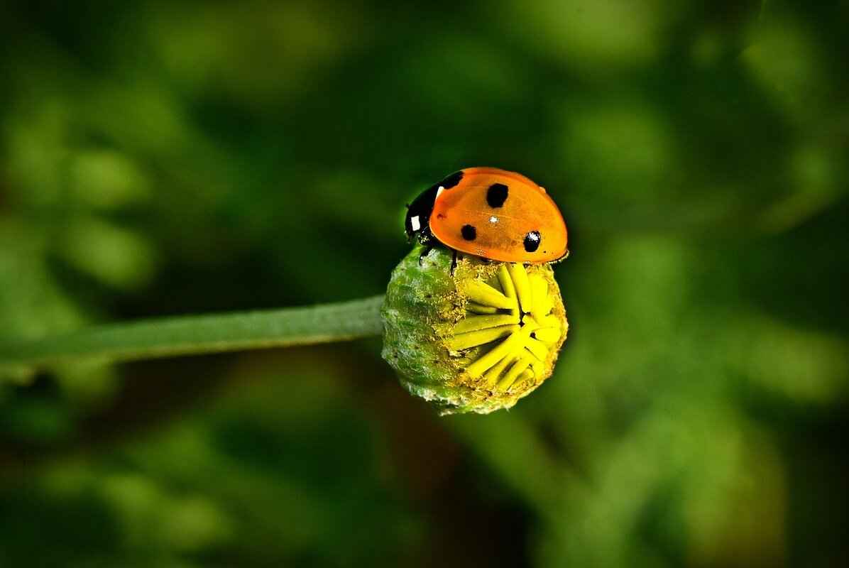 What Are Common Causes of Windshield Wiper Malfunctions?