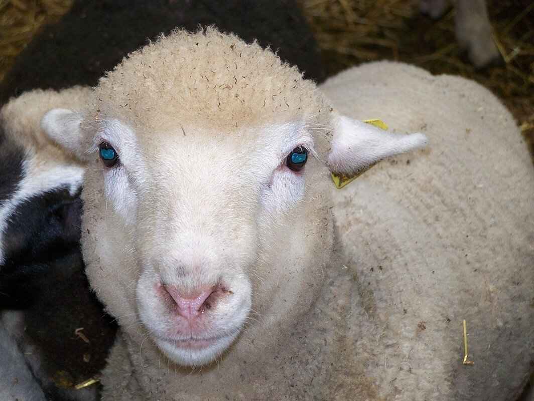 Challenges in the Appeal Process