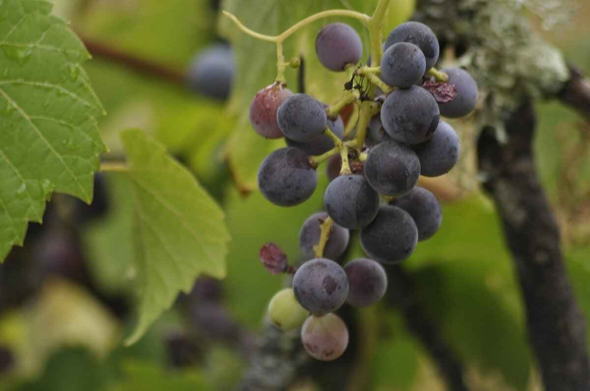 Types of Foreclosure Processes