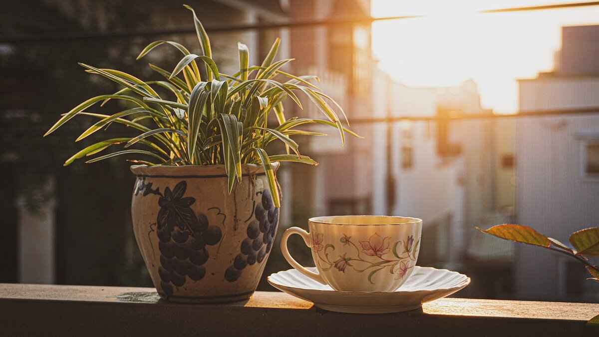 How Green Tea Helps with Longevity & Brain Health 1 What Are the Key Benefits of Green Tea for Longevity?