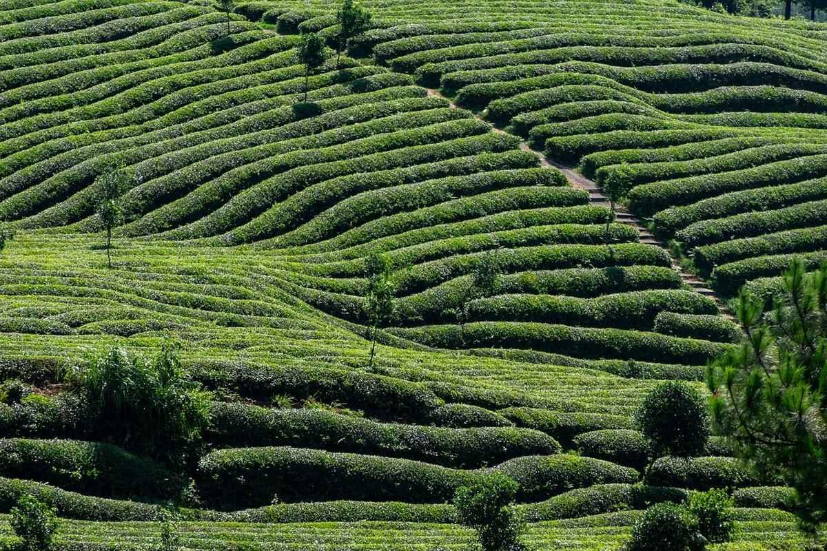 How Green Tea Helps with Longevity & Brain Health 2 How Does Green Tea Improve Brain Health?