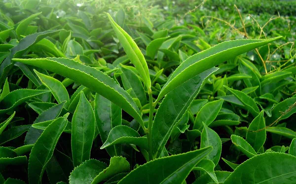 How Green Tea Helps with Longevity & Brain Health 3 What Is the Optimal Amount of Green Tea to Consume?