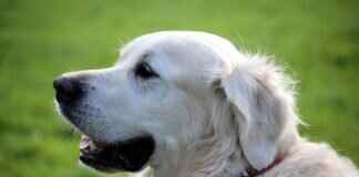 How Long Do You Have to File a Dog Bite Lawsuit? Statute of Limitations How Long Do You Have to File a Dog Bite Lawsuit? Statute of Limitations