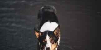 Köpek Isırığı Davası İçin Ne Kadar Süre Var? Zamanaşımı Köpek Isırığı Davası İçin Ne Kadar Süre Var? Zamanaşımı