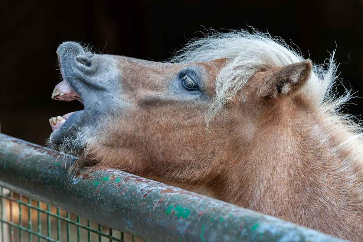 Understanding the Denture Process