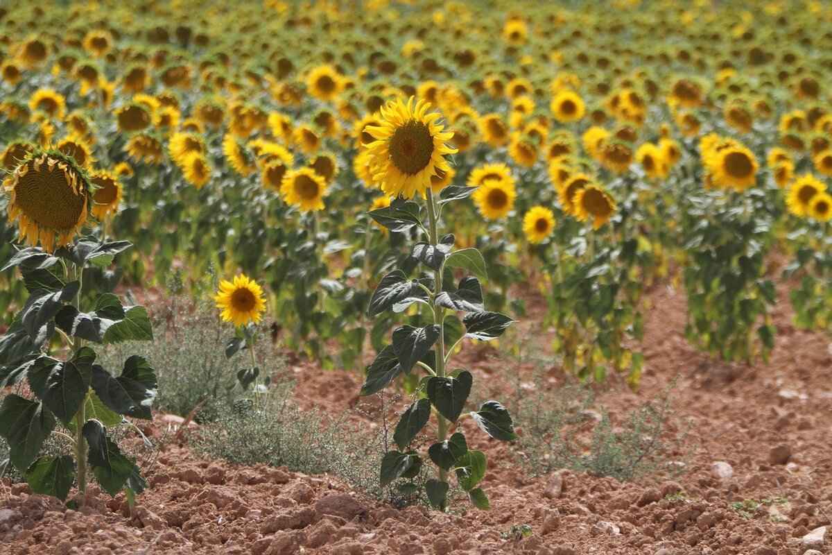 How Long Is 10 Inches? Understanding Measurements in Daily Life 4 What Are Common Items That Are 10 Inches Long?