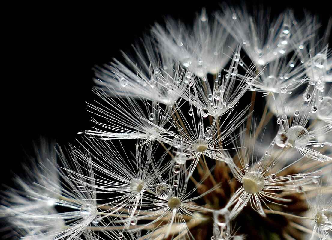 How Long Soak Chia Seeds? The Right Timing for Maximum Absorption 4 Can You Soak Chia Seeds Overnight?
