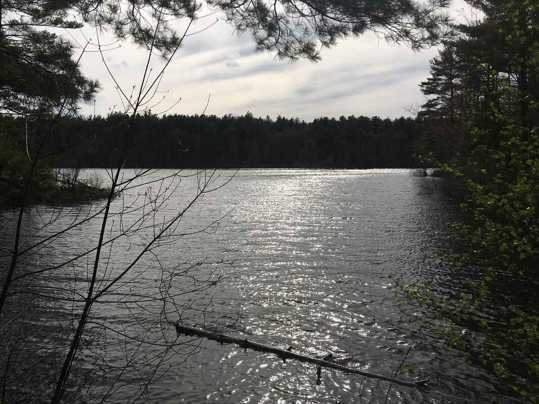 Why Choose a Pellet Grill for Cooking Boston Butt?