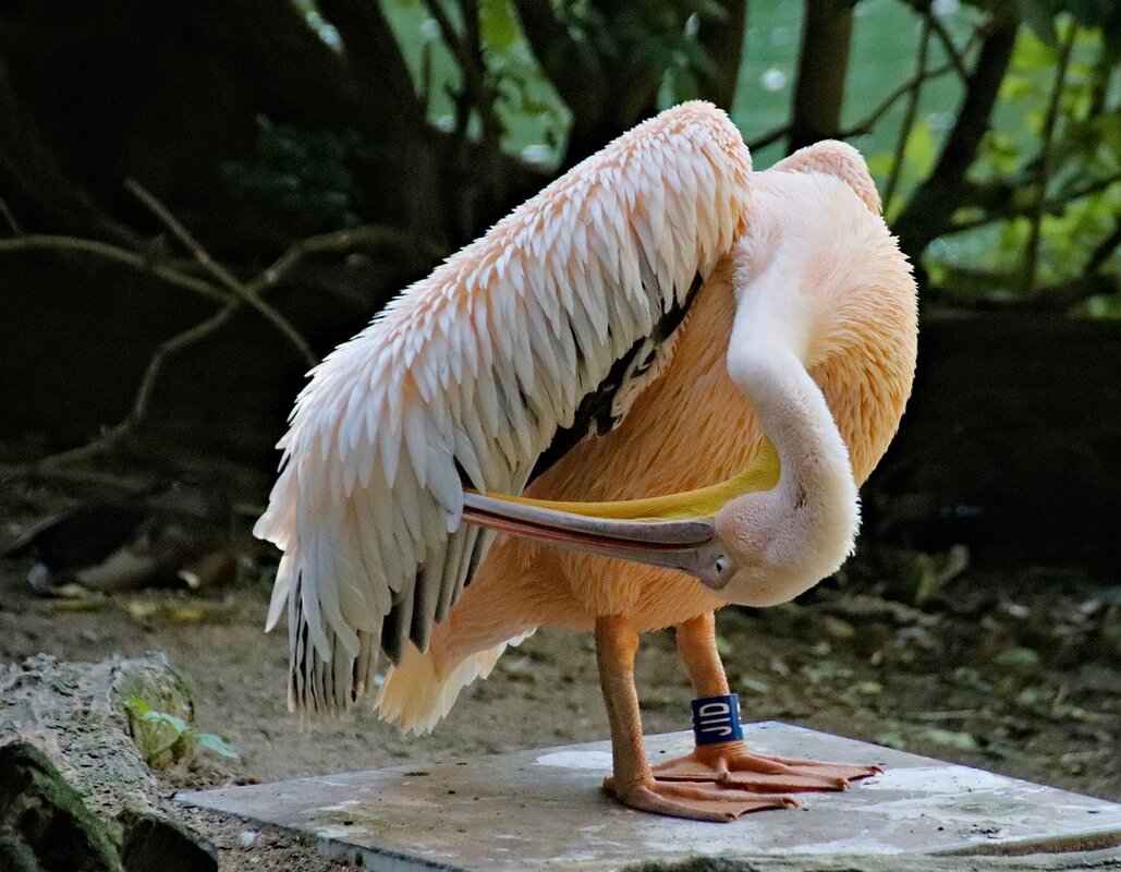 How Long to Get a Settlement Check After Signing Release? Timeline Explained 3 The Role of State Laws in Settlement Timing