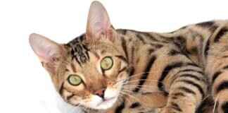 How Mamata Banerjee’s Leadership is Shaping West Bengal’s Future How Mamata Banerjee’s Leadership is Shaping West Bengal’s Future