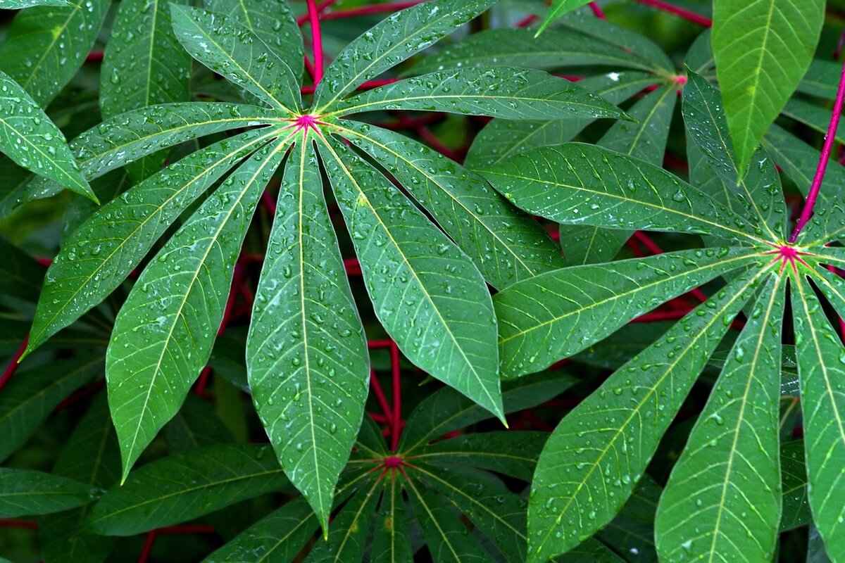 How to Choose the Right Kava Product