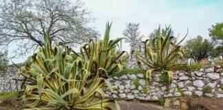 How Many Shots of Tequila Does It Take to Get Drunk? How Many Shots of Tequila Does It Take to Get Drunk?