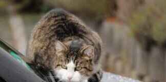 How Much Do Windshield Wipers Cost? Price Comparison Guide How Much Do Windshield Wipers Cost? Price Comparison Guide