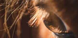 How Much Does It Cost to Board a Horse? What to Expect How Much Does It Cost to Board a Horse? What to Expect