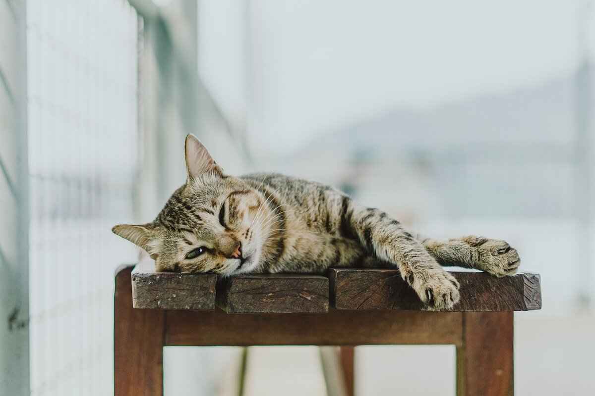 Understanding Cat Cremation Options