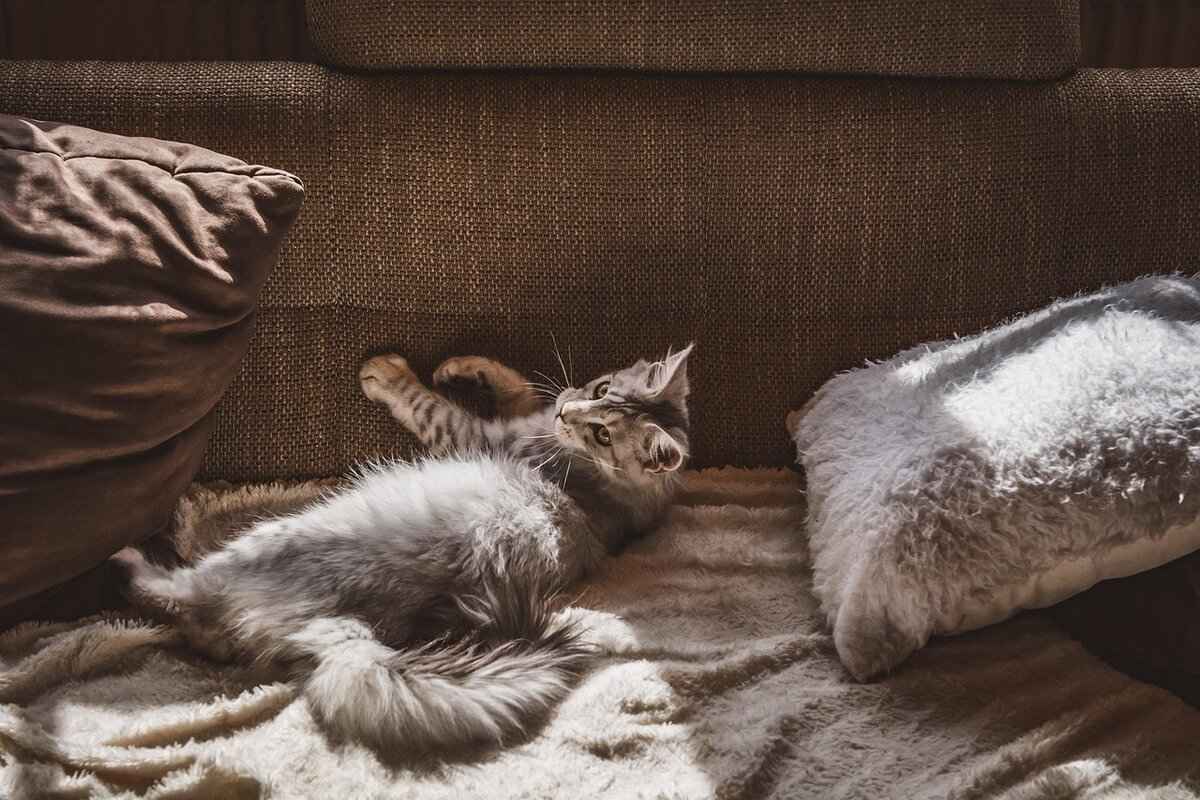 Emotional Considerations in Pet Cremation