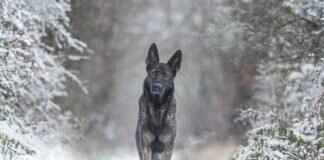 How Much Does It Cost to Cremate a Dog? Pet Owner Guide How Much Does It Cost to Cremate a Dog? Pet Owner Guide